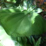round-leaved licuala palm (Licuala grandis) – plant photo
