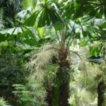 he Queensland fan palm or Australian fan palm (Licuala ramsayi) – plant photo