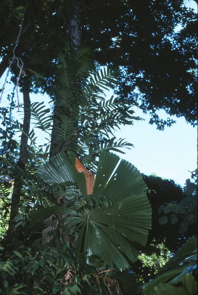Licuala ramsayi – v záhrade, fotografia rastliny