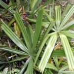 Licuala spinosa – zdjęcie rośliny