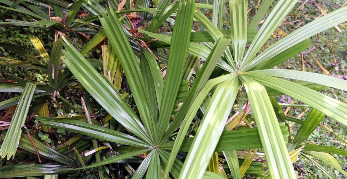 Licuala spinosa – plant photo