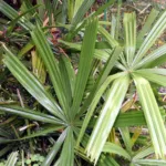 he mangrove fan palm (Licuala spinosa) – plant photo