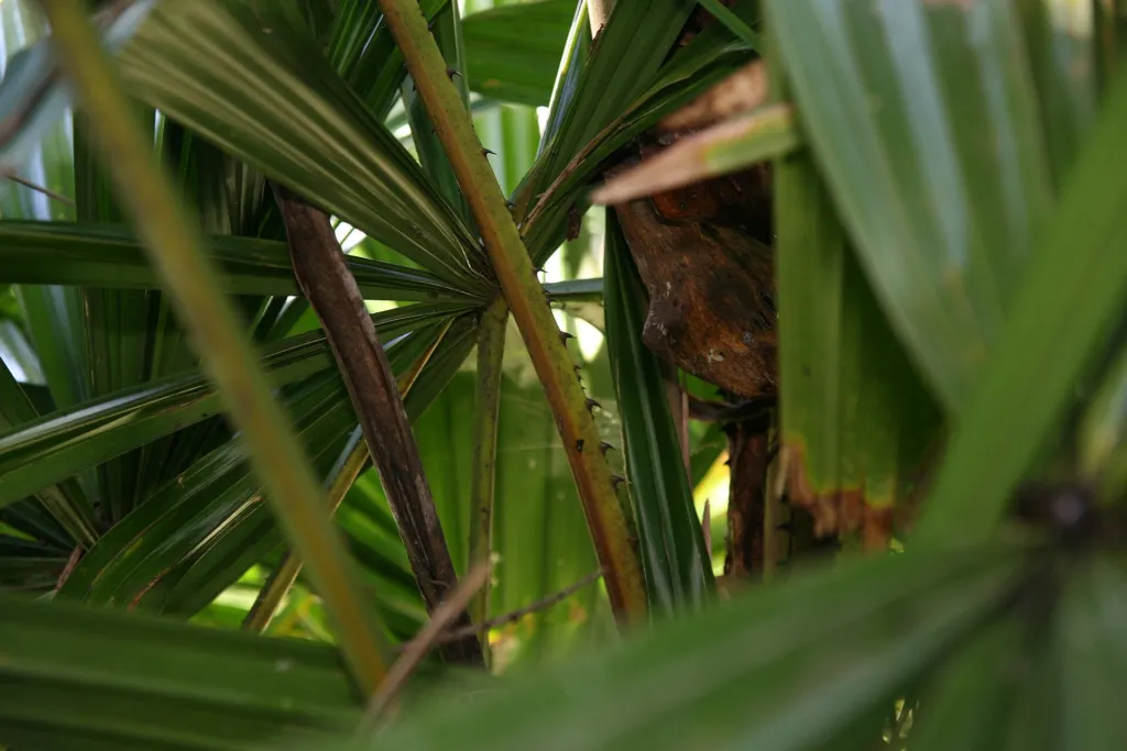 he mangrove fan palm (Licuala spinosa) – in a garden setting, plant photo