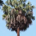 Livistona australis – foto della pianta
