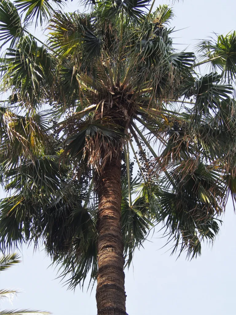 Cabbage Tree Palm (Livistona australis) – in a garden setting, plant photo
