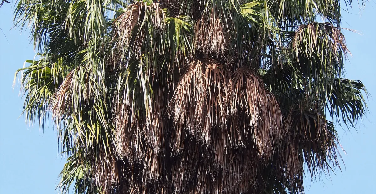 Cabbage Tree Palm (Livistona australis) – plant photo