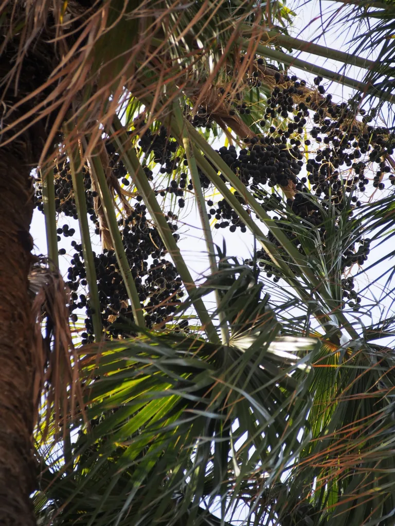 Cabbage Tree Palm (Livistona australis) – in a garden setting, plant photo