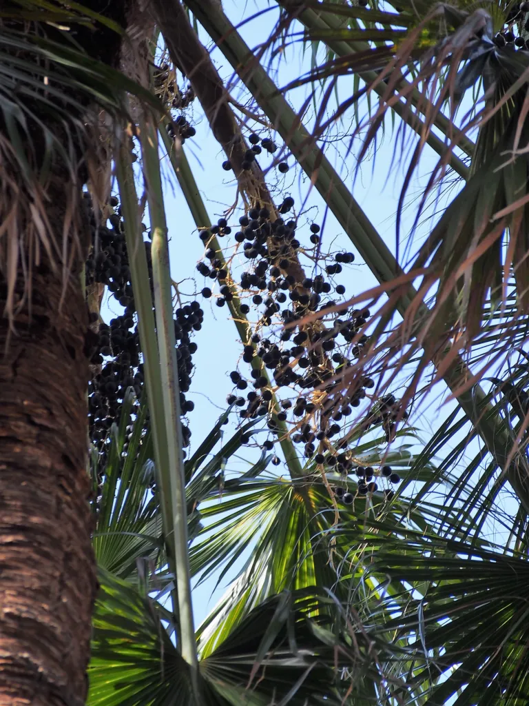 Cabbage Tree Palm (Livistona australis) – in a garden setting, plant photo