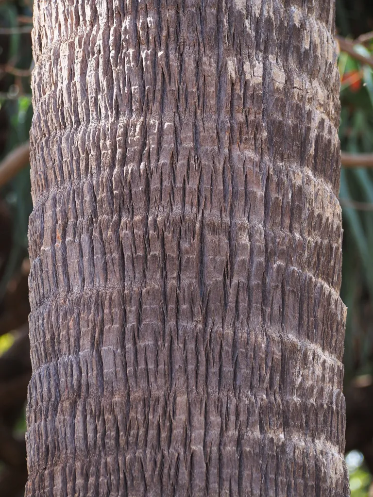 Cabbage Tree Palm (Livistona australis) – in a garden setting, plant photo