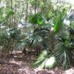 Livistona chinensis – zdjęcie rośliny
