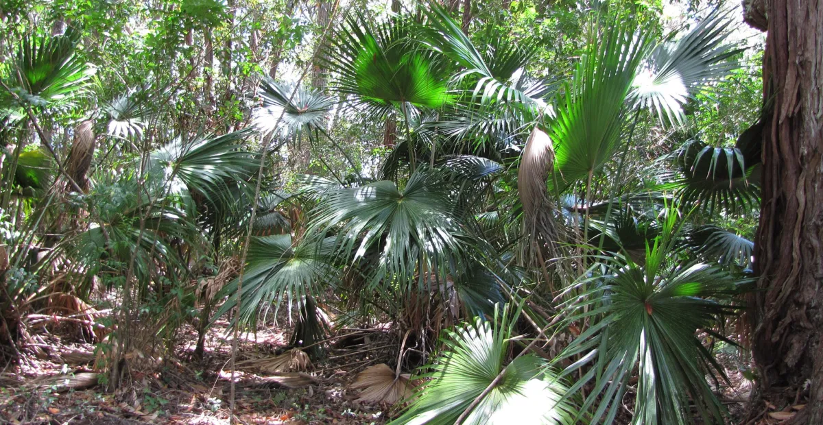 Livistona chinensis – plant photo
