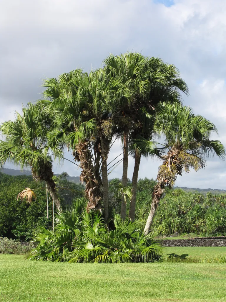 Livistona chinensis care guide (Livistona chinensis) – natural growth habit, plant photo