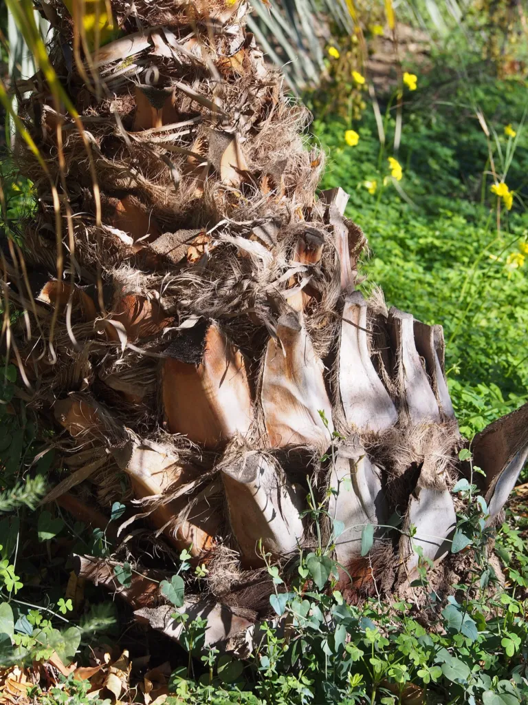 Livistona chinensis care guide (Livistona chinensis) – in a garden setting, plant photo