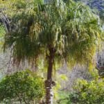 Livistona decora – Pflanzenfoto