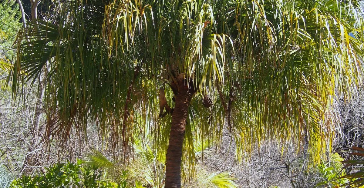Ribbon Fan Palm (Livistona decora) – plant photo