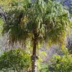 Ribbon Fan Palm (Livistona decora) – plant photo