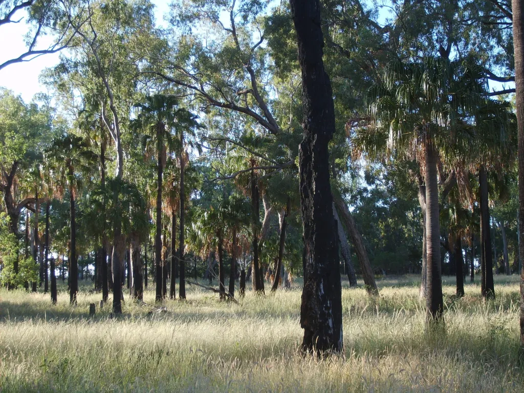 Livistona nitida – v záhrade, fotografia rastliny