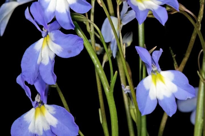 Lobelia erinus