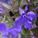 Lobelia erinus 'Crystal Palace' – foto della pianta
