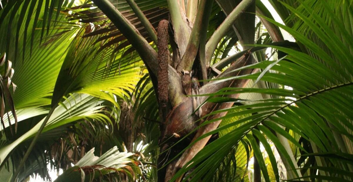 Lodoicea maldivica – fotografia rastliny