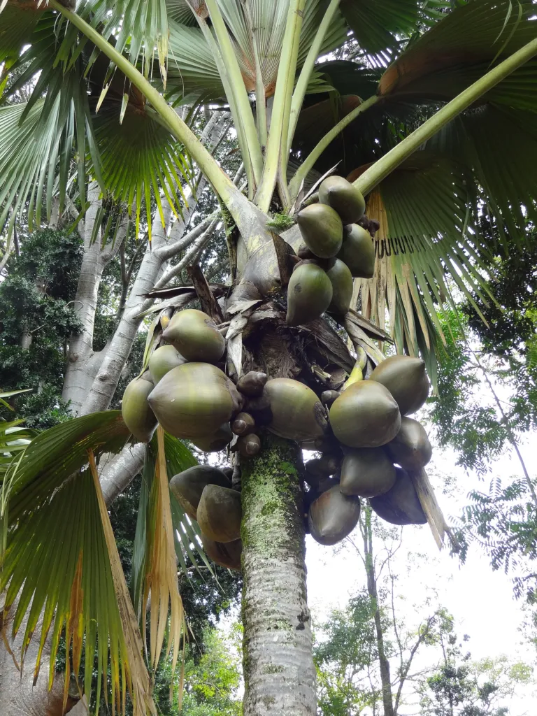 Coco-de-mer (Lodoicea maldivica) – in a garden setting, plant photo