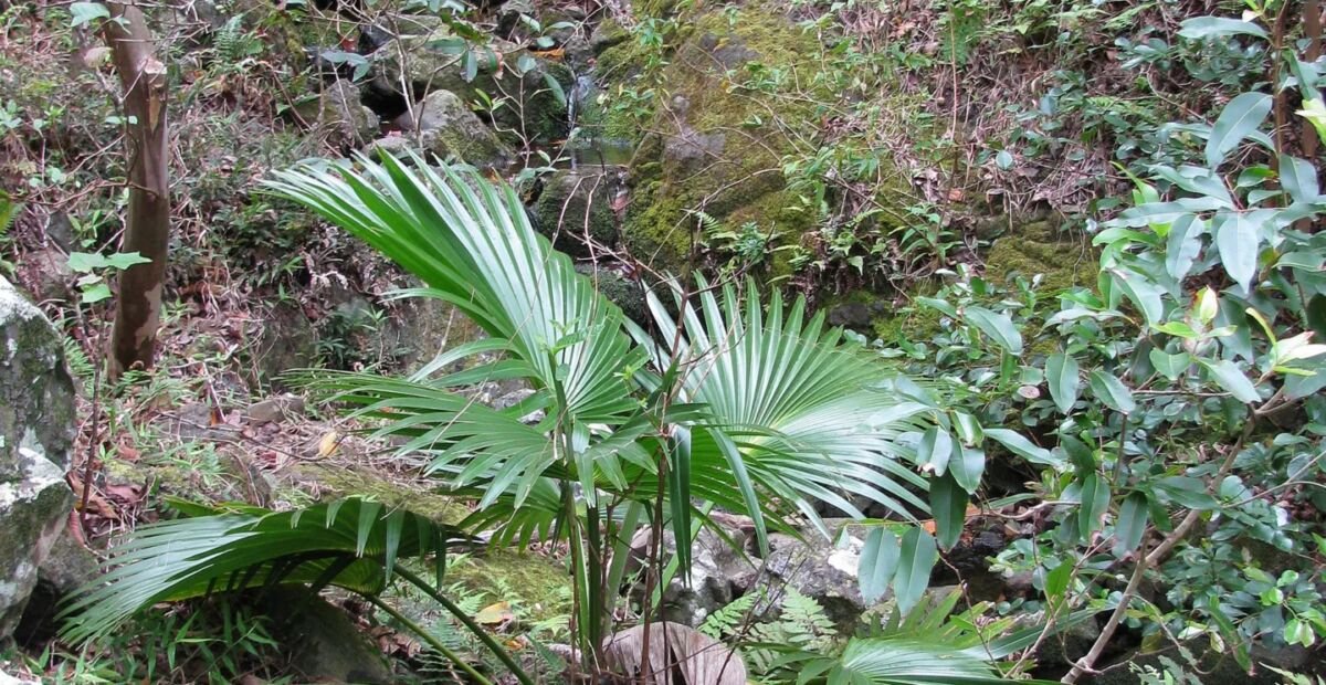 Loulu (Pritchardia glabrata) – fotografia rastliny