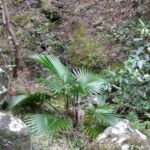 Loulu (Pritchardia glabrata) – Pflanzenfoto