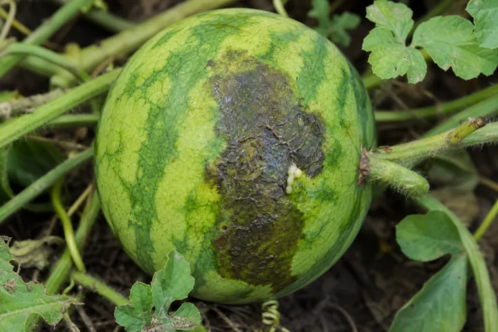 Maculatura batterica del frutto delle cucurbitacee