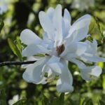 Magnolia loebneri – foto della pianta
