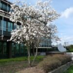 Magnolia stellata – foto della pianta
