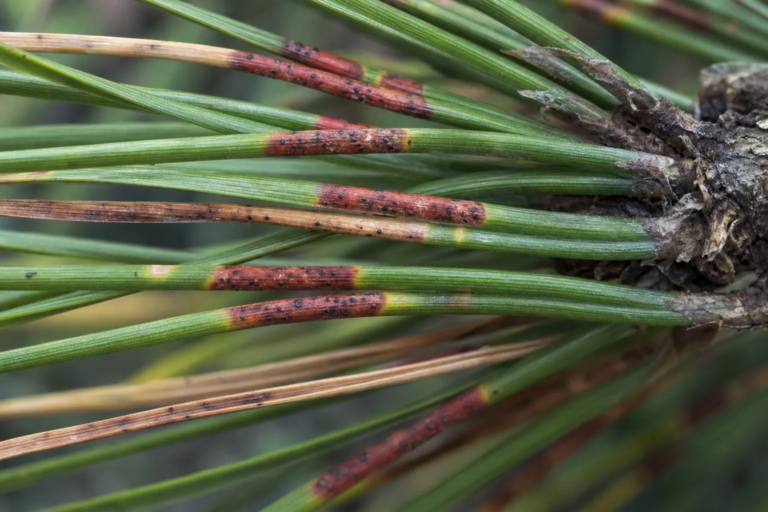 Malattia delle bande rosse del pino – foto diagnostica