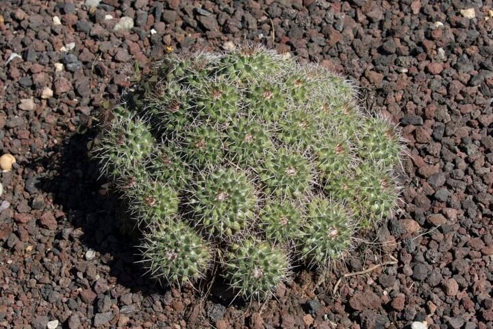 Mammillaria 'Compressa'