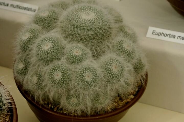 Mammillaria hahniana