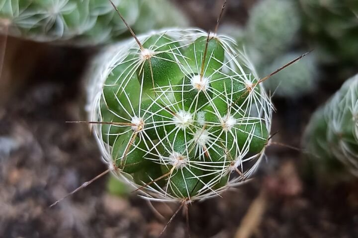 Mammillaria vetula gracilis