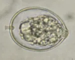 Marciume da Phytophthora cactorum