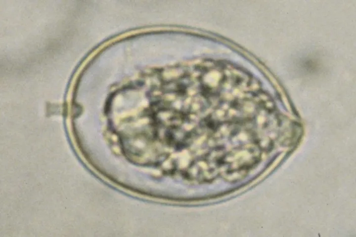 Marciume da Phytophthora cactorum