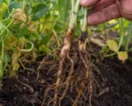 Marciume radicale da Aphanomyces