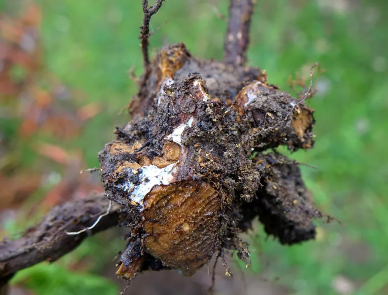 Marciume radicale da Phytophthora cinnamomi – foto diagnostica