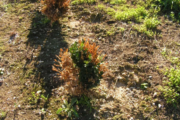 Marciume radicale e del colletto da Phytophthora nicotianae