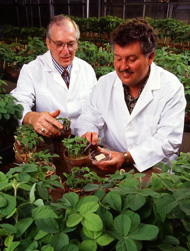 Marciume radicale e del colletto della soia da Phytophthora – foto diagnostica