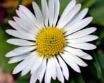 Margherita (Bellis perennis): guida alla coltivazione