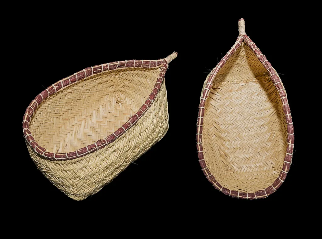 Mauritia flexuosa – typický vzhľad, fotografia rastliny