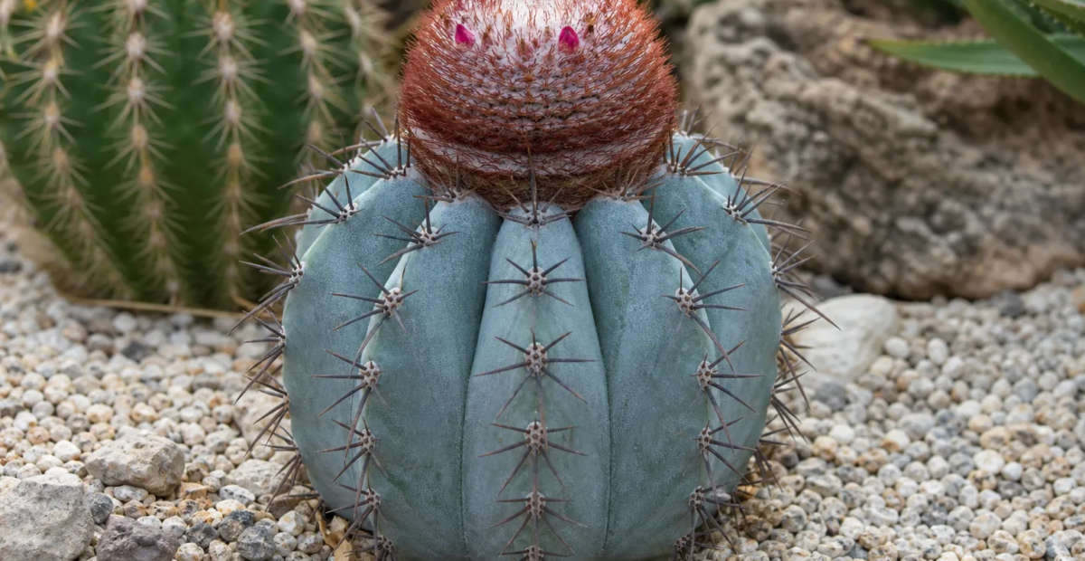 Melocactus 'Azureus' – plant photo