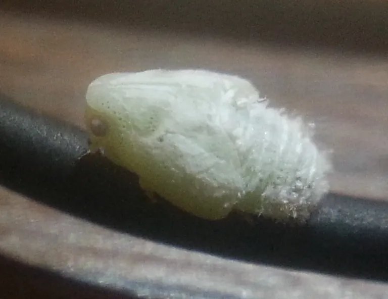 Metcalfa (Metcalfa pruinosa)