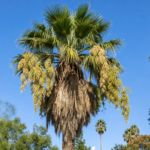mexická palma vejárovitá (Washingtonia robusta) – fotografia rastliny