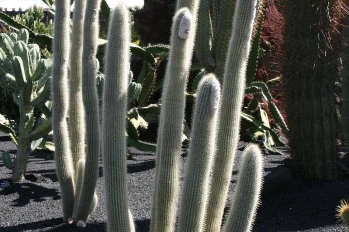 Micranthocereus albicephalus