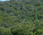 Moria improvvisa delle querce e deperimento da ramorum
