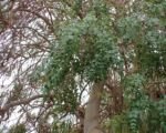 Moringa africano o albero del cavolo (Moringa stenopetala): guida alla coltivazione