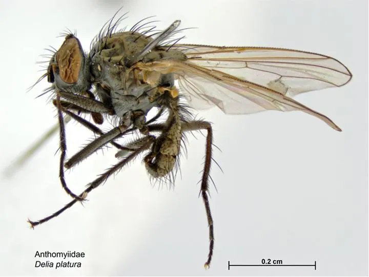 Mosca dei semi – foto diagnostica