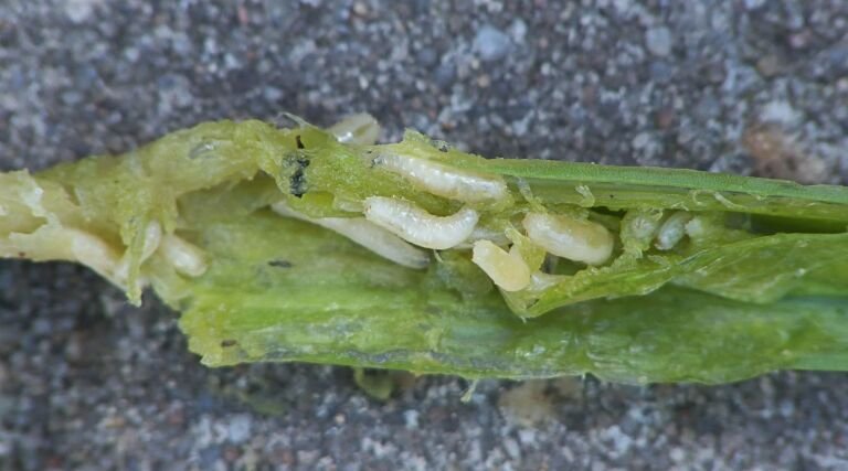 Mosca della cipolla – foto diagnostica